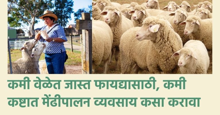 मेंढी पालन