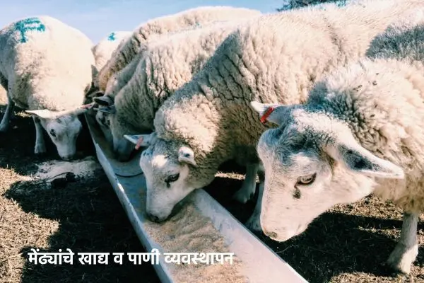 मेंढ्यांचे खाद्य व पाणी व्यवस्थापन