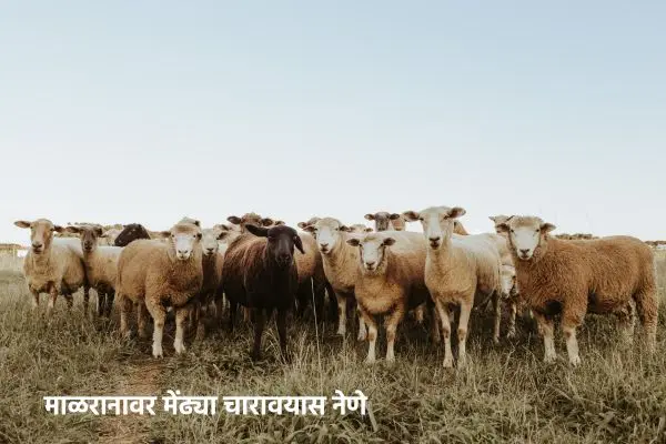 मेंढीपालनाची पारंपारिक पद्धत